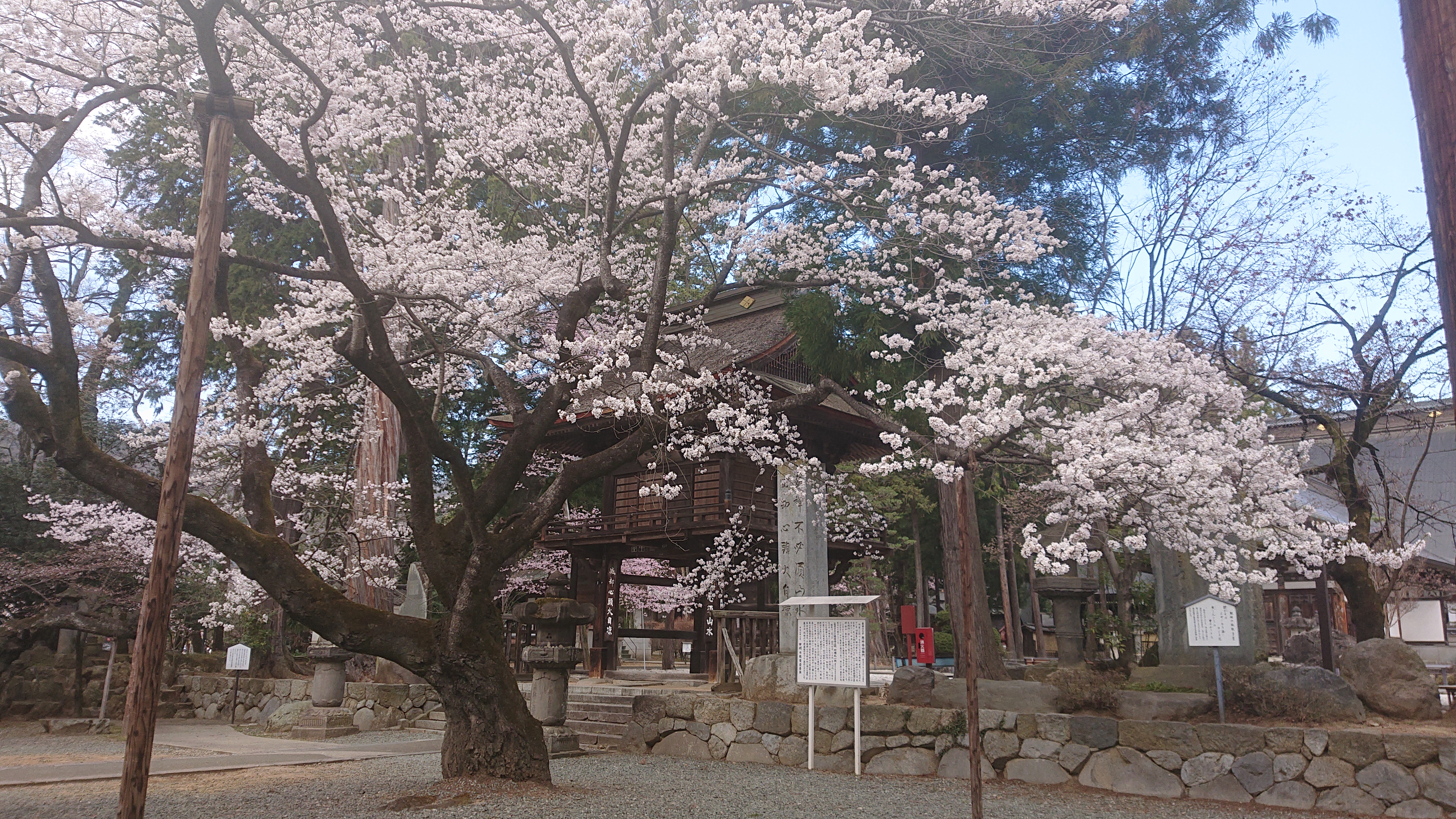恵林寺 両袖の桜 の開花に合わせて 特別朱印 桜朱印 が交付中です 乾徳山 恵林寺